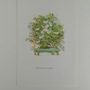 💙4/20 vintage Fairy tale illustration